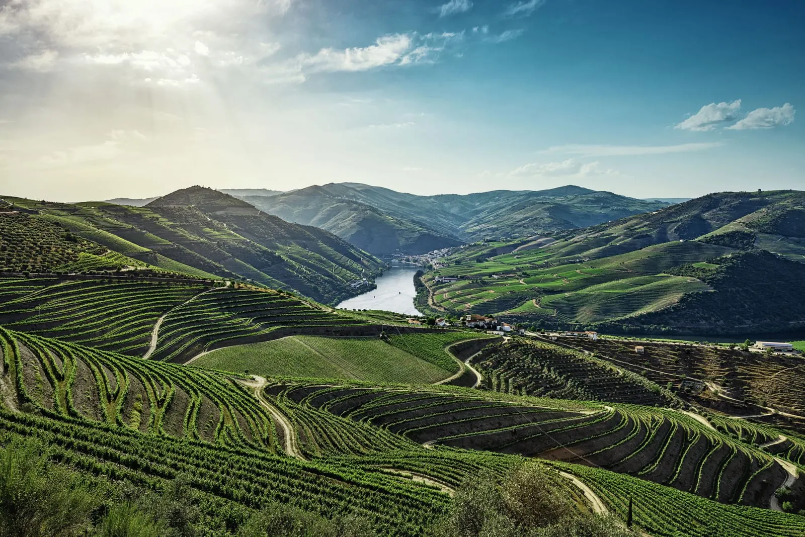 The Vintage House Hotel: The terraced vineyards above the river